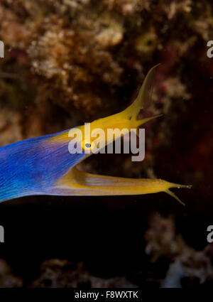 Buntes Band Aal, Fidschi Stockfoto