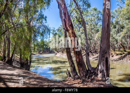 Australien, New South Wales, Riverina, River Red Zahnfleisch an den Ufern des Murrumbidgee River bei Balranald Stockfoto