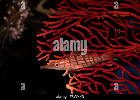 Lange Nase Hawkfish thront auf Gorgonie. Stockfoto