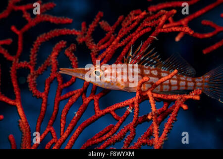 Lange Nase Hawkfish thront auf Gorgonie. Stockfoto