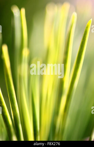 Tannennadeln Stockfoto