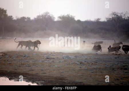 Zwei junge Löwen versuchen, ihre Beute aus den Hyänen zu erholen. Etosha Nationalpark, Namibia. Stockfoto