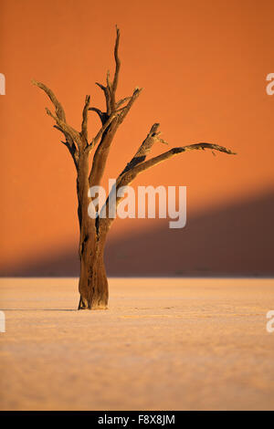 Ein Acacia Erioloba Baum in der Mitte das Deadvlei Pfanne, Sossusvlei, Namib-Naukluft Park, Namibia Stockfoto