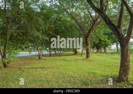 Naturrasen Weise mit Unternehmen Saman, große Regen Baum Stockfoto
