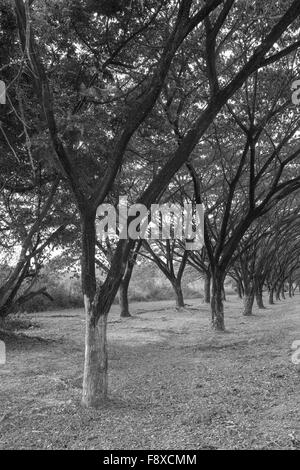 Unternehmen Saman, große Regen Baum (Schwarzweiß) Stockfoto