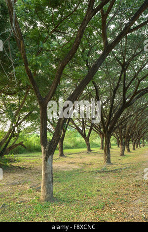 Unternehmen Saman, große Regen Baum im Garten Stockfoto