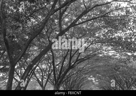 Zweig der Unternehmen Saman, große Regen Baum (Schwarzweiß) Stockfoto