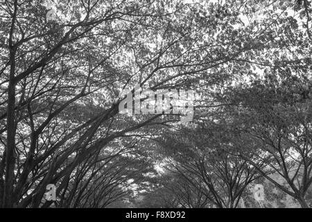Zweig der Unternehmen Saman, große Regen Baum (Schwarzweiß) Stockfoto