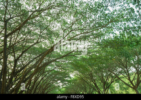 die Niederlassung von Unternehmen Saman, große Regen Baum Stockfoto