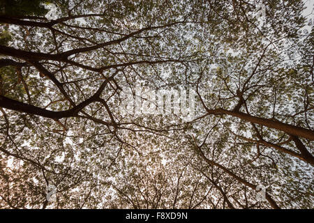 die Niederlassung von Unternehmen Saman, große Regen Baum Stockfoto