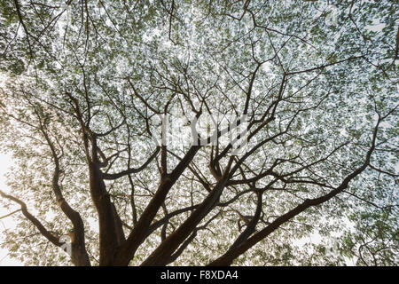 die Niederlassung von Unternehmen Saman, große Regen Baum Stockfoto