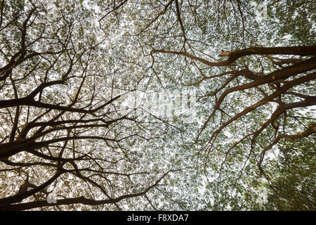 die Niederlassung von Unternehmen Saman, große Regen Baum Stockfoto