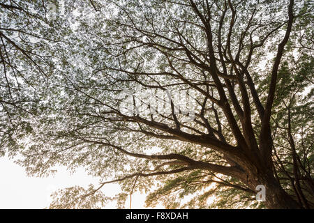 Zweig der Unternehmen Saman, große Regen Baum mit Sonnenlicht Stockfoto