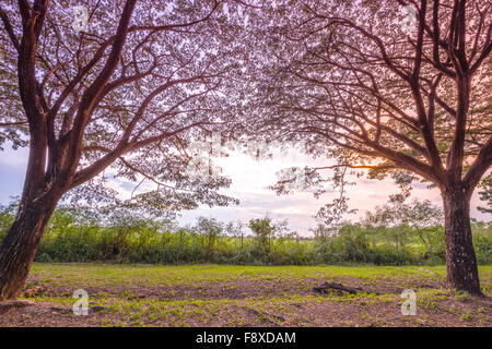 zwei Unternehmen Saman oder große Regen Baum bei Sonnenuntergang Stockfoto