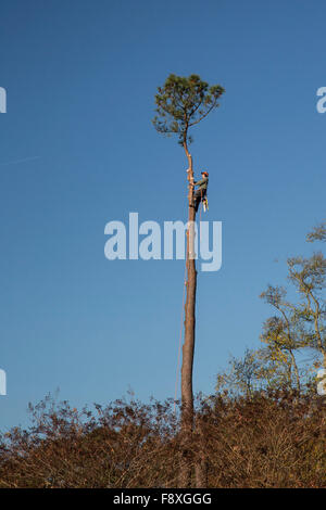 Williamsburg, Virginia - ein Arbeiter bereitet einen Baum nach oben. Stockfoto