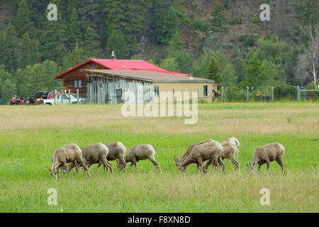 Bighorn Schafe in der Nähe von Rock Creek, Lolo National Forest in Montana Stockfoto