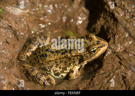 Frosch, Flathead National Forest, Montana Stockfoto