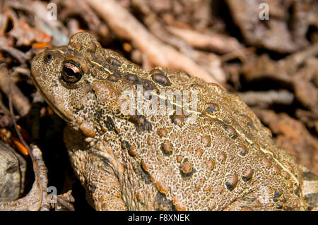 Amerikanische Kröte, Middle Fork Flathead Wild and Scenic River, Great Bear Wilderness, Flathead National Forest, Montana Stockfoto