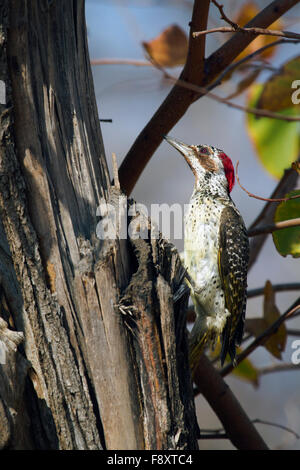 Bennetts Specht Specie Campethera Bennettii Familie picidae Stockfoto