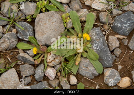 Eine niedrig wachsende zusammengesetzte, Hedypnois Rhagadioloides, Crete Unkraut, Kreta, Griechenland, Stockfoto