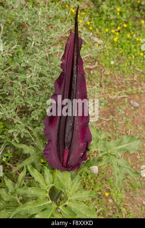 Dragon Arum, Dracunculus Vulgaris, in Blüte, Kreta, Griechenland. Fliegen durch AAS Geruch zieht. Stockfoto