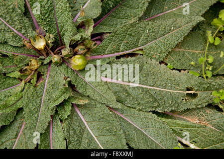 Alraune, Mandragora Officinarum, in Frucht;  Kreta, Griechenland. Stockfoto