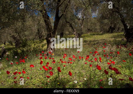 Frühlingsblumen, meist Pfau Anemonen in alten Olivenhain, Lesbos, Griechenland Stockfoto