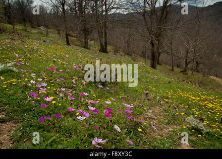 Blumige Sweet Chestnut Grove mit Pfau Anemonen, auf ca. 700m auf dem Olymp, Lesbos, Griechenland Stockfoto