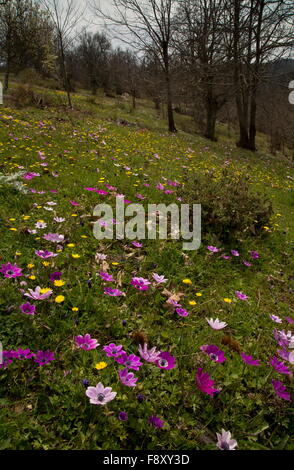 Blumige Sweet Chestnut Grove mit Pfau Anemonen, auf ca. 700m auf dem Olymp, Lesbos, Griechenland Stockfoto