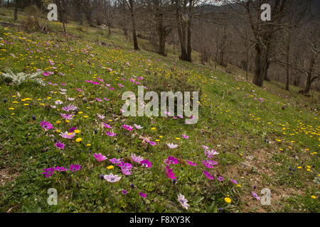 Blumige Sweet Chestnut Grove mit Pfau Anemonen, auf ca. 700m auf dem Olymp, Lesbos, Griechenland Stockfoto