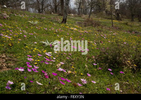 Blumige Sweet Chestnut Grove mit Pfau Anemonen, auf ca. 700m auf dem Olymp, Lesbos, Griechenland Stockfoto