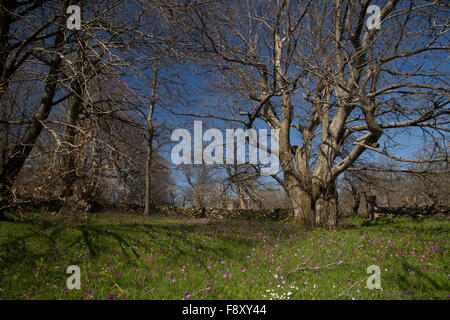 Blumige Sweet Chestnut Grove mit Pfau Anemonen, auf ca. 700m auf dem Olymp, Lesbos, Griechenland Stockfoto