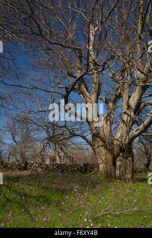 Blumige Sweet Chestnut Grove mit Pfau Anemonen, auf ca. 700m auf dem Olymp, Lesbos, Griechenland Stockfoto