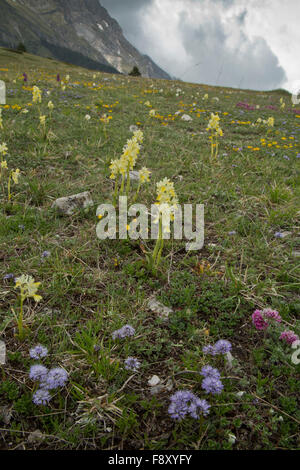 Orchideen und andere Blumen in Monti Sibillini, Italien Stockfoto