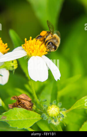 Makroaufnahme einer Biene auf Blüte Stockfoto