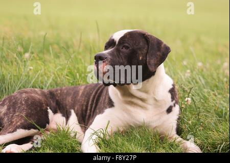 amerikanische Bulldogge in ländlicher Umgebung Stockfoto