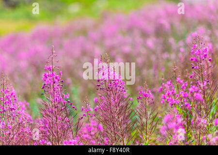 Flauschige rosa Weidenröschen Blumen. Nahaufnahme Schuss Stockfoto