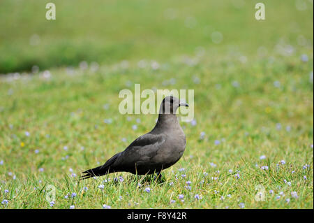 Great Skua (Stercorarius Skua), UK Stockfoto