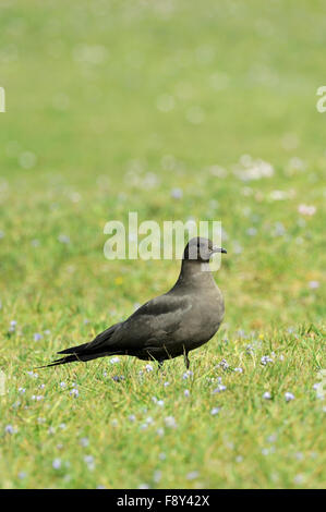 Great Skua (Stercorarius Skua), UK Stockfoto