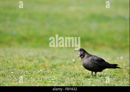 Great Skua (Stercorarius Skua), UK Stockfoto