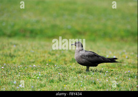 Great Skua (Stercorarius Skua), UK Stockfoto