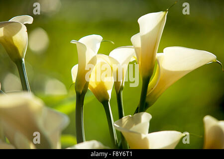 Die Calla Lilien Nahaufnahme. Flachen DOF Stockfoto