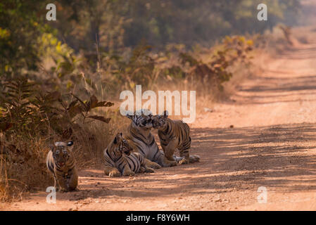 Ein Bengal Tiger mit jungen in Tadoba Andhari Tiger Reserve Stockfoto