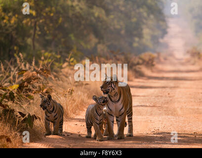 Ein Bengal Tiger mit jungen in Tadoba Andhari Tiger Reserve Stockfoto