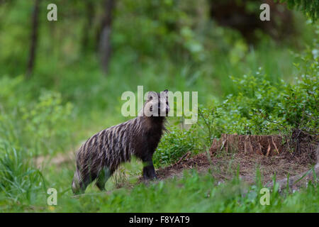 Marderhund (Nyctereutes Procyonoides Ussuriensis) im Wald Umwelt. Stockfoto