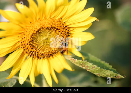 Biene, die Pollen von einer Sonnenblume auf sonnigen Tag saugen Stockfoto