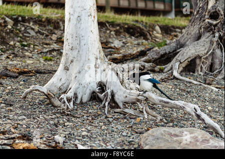 Schwarz-billed Magpie, lateinischer Name (Pica Hudsonia) auf einem weißen Baumstamm, Alberta, Kanada Stockfoto