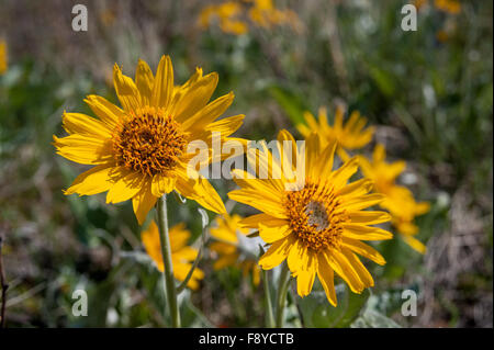 Balsamwurzel Blumen, lateinischer Name (Balsamorhiza Deltoidea) schließen Sie die Ansicht in der Waterton Lakes National Park, Alberta, Kanada Stockfoto