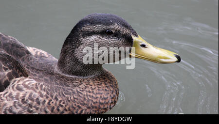 Nahaufnahme des Leiters der weibliche Stockente-Kreuz-Ente (Anas Platyrynchos X) auf dem Wasser Stockfoto