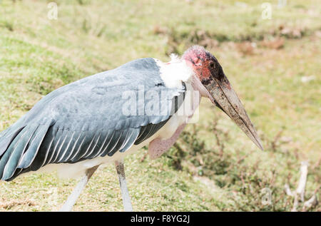 Eine Nahaufnahme, nur wenige von der prähistorischen aussehende Marabou Storch. Stockfoto